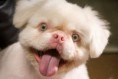 /album/animaux-albinos/chien-albinos-jpg/